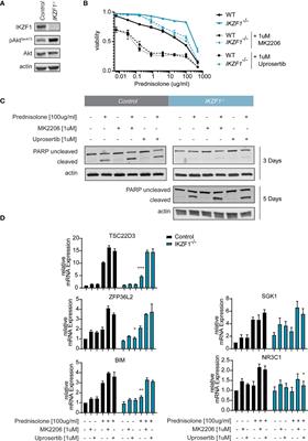 Reversal of IKZF1-induced glucocorticoid resistance by dual targeting of AKT and ERK signaling pathways